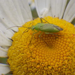 Closterotomus norwegicus