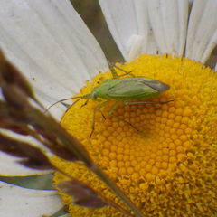 Closterotomus norwegicus