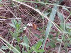 Chrysanthrax edititius