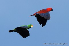 Eclectus roratus