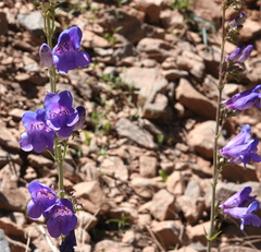 Penstemon leiophyllus
