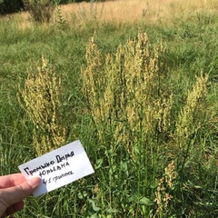 Rumex