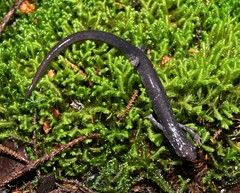 Plethodon wehrlei