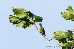 Ptilinopus insolitus