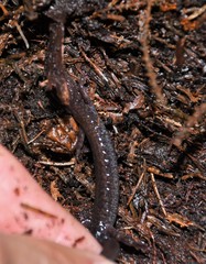Plethodon nettingi