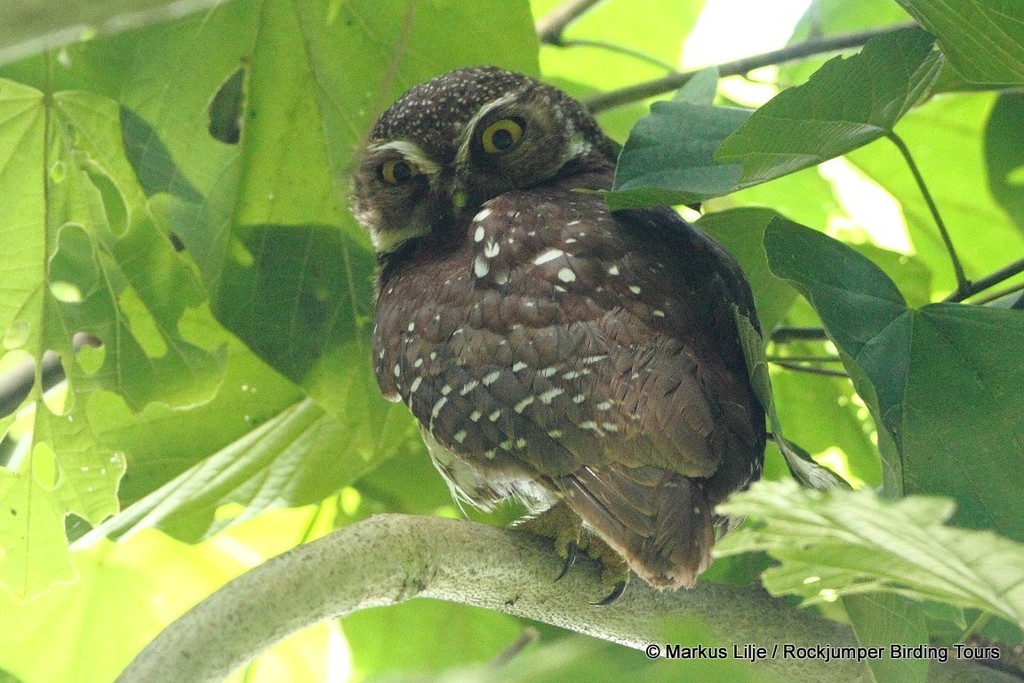 New Britain Boobook (Ninox odiosa) photo