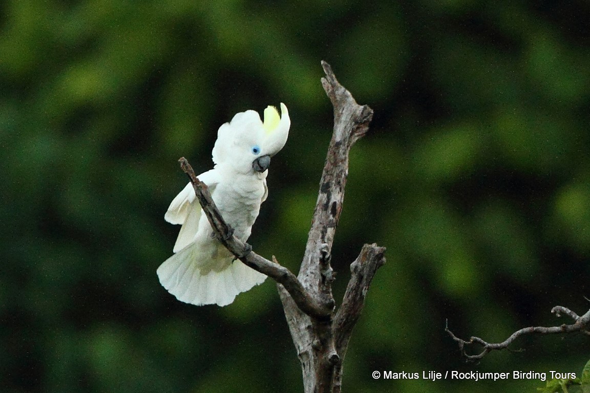 Blue-eyed Cockatoo illustration