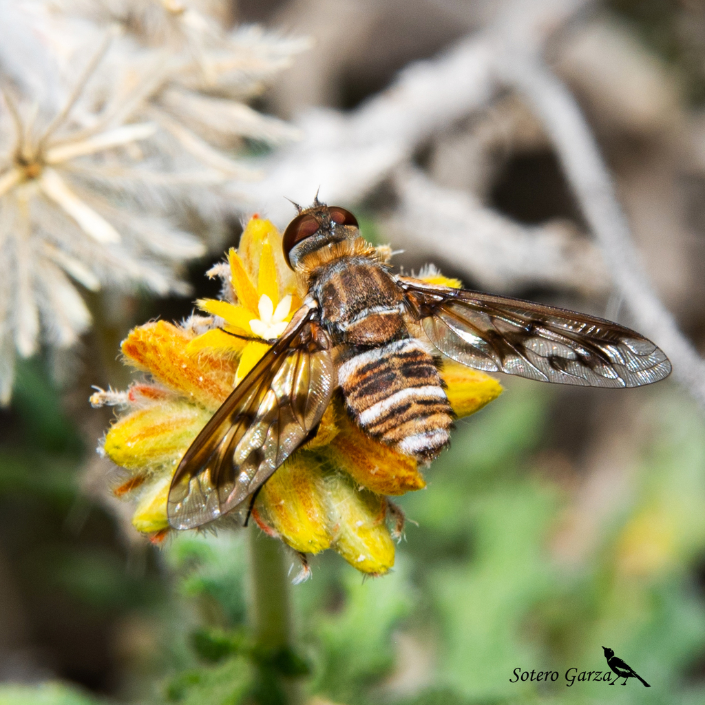 Exoprosopa butleri