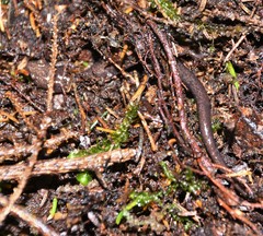 Plethodon nettingi