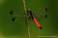 Protorthemis coronata