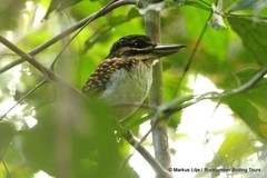 Melidora macrorrhina