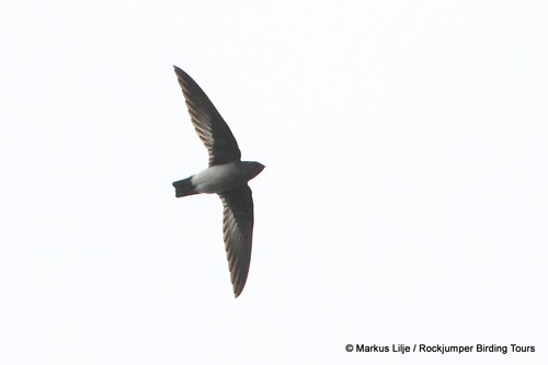 Mearnsia novaeguineae, 2014-08-03