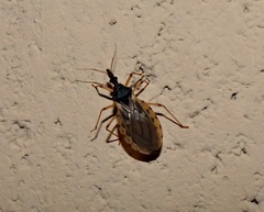 Triatoma guasayana