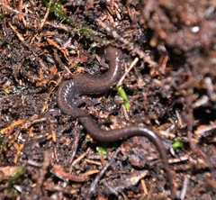 Plethodon nettingi