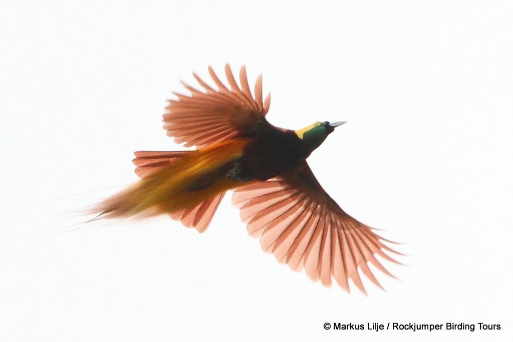 Greater Bird-of-Paradise (Paradisaea apoda) - Avian Discovery