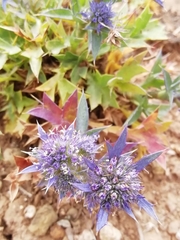 Eryngium dilatatum