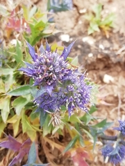 Eryngium dilatatum