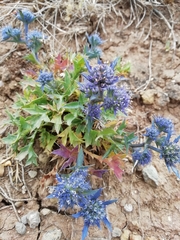 Eryngium dilatatum