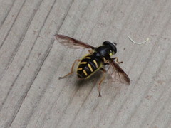 Sericomyia chrysotoxoides image