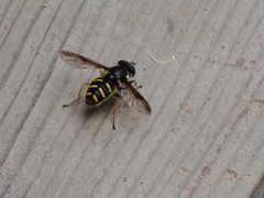 Sericomyia chrysotoxoides image