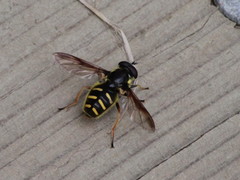 Sericomyia chrysotoxoides image