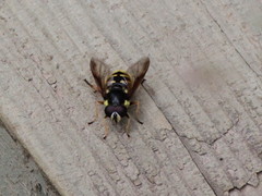 Sericomyia chrysotoxoides image