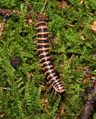 Semionellus placidus