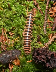 Semionellus placidus