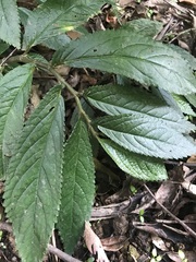 Elatostema reticulatum