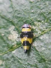 Eupterycyba jucunda