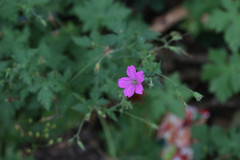 Geranium × oxonianum