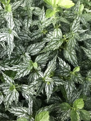 Lamium galeobdolon flavidum