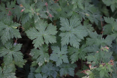Geranium × oxonianum