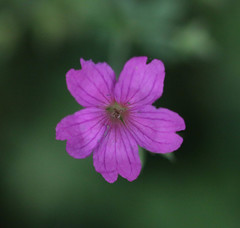 Geranium × oxonianum
