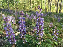 Lupinus perennis