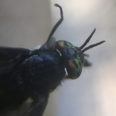 Chrysops mitis