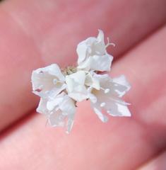 Gilia capitata abrotanifolia