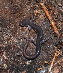 Plethodon wehrlei