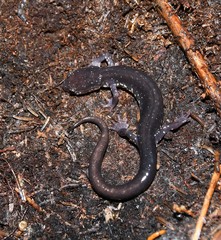 Plethodon wehrlei
