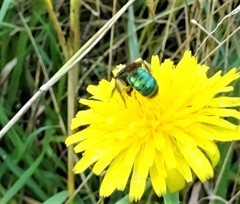 Agapostemon splendens