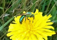 Agapostemon splendens