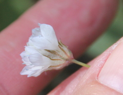 Gilia capitata abrotanifolia