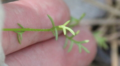 Gilia capitata abrotanifolia