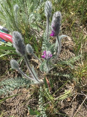 Oxytropis splendens