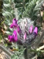 Oxytropis splendens