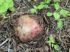 Butyriboletus primiregius