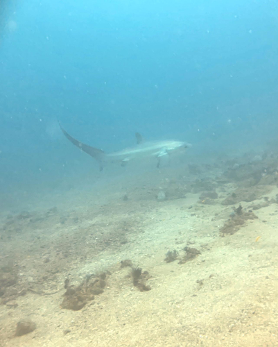 Pelagic thresher shark
