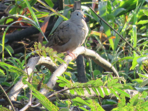 Columbina minuta