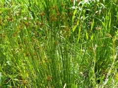 Juncus compressus