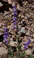 Penstemon leiophyllus